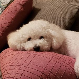 Meet your Posher, Connie